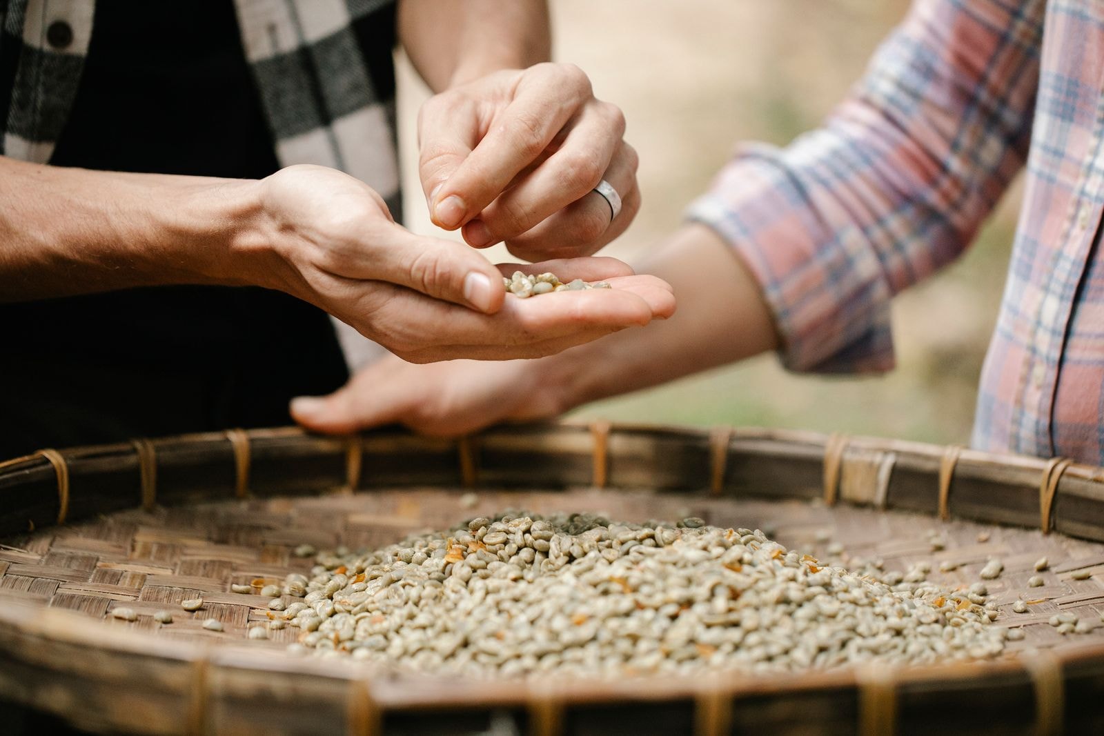 Hands sorting unroasted green coffee beans over a sieve outdoors